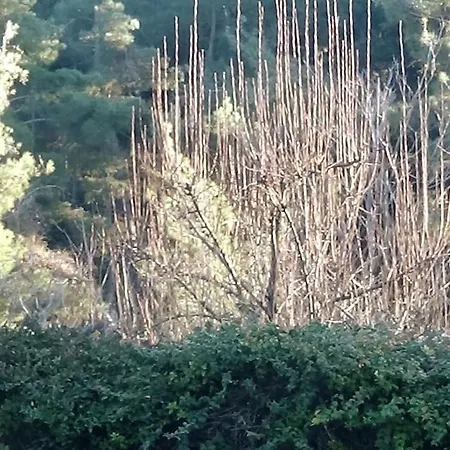 别墅 κατοικία με θέα στο δάσος *